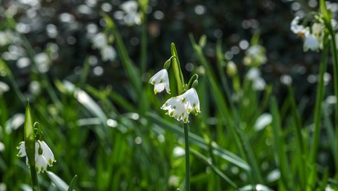 Обои цветы, ландыши, весна, jazzmatica, flowers, lilies of the valley, spring разрешение 4896x2760 Загрузить