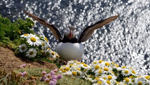 Обои цветы, вода, крылья, блики, птица, ромашки, тупик, puffin, flowers, water, wings, glare, bird, chamomile, stalled разрешение 2560x1600 Загрузить