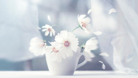 Обои цветы, лепестки, чашка, занавески, космея, flowers, petals, cup, curtains, kosmeya разрешение 2000x1437 Загрузить