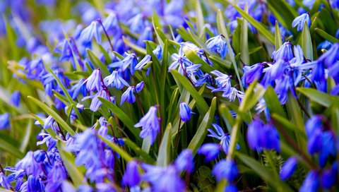 Обои цветы, весна, синие, подснежники, пролеска, flowers, spring, blue, snowdrops, scilla разрешение 3000x1688 Загрузить