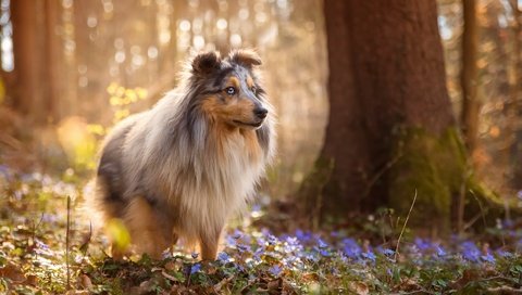 Обои цветы, природа, лес, собака, весна, шелти, sabine fallend, flowers, nature, forest, dog, spring, sheltie разрешение 1920x1150 Загрузить