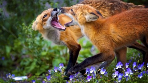 Обои цветы, трава, животные, игра, лисица, лисы, flowers, grass, animals, the game, fox разрешение 4149x2841 Загрузить