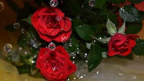 Обои цветы, вода, макро, капли, розы, flowers, water, macro, drops, roses разрешение 4061x2739 Загрузить