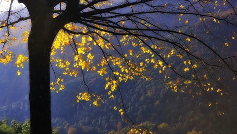 Обои горы, дерево, лес, листья, ветви, осень, желтые, mountains, tree, forest, leaves, branch, autumn, yellow разрешение 2048x1363 Загрузить