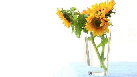 Обои цветы, лепестки, подсолнух, букет, стакан, flowers, petals, sunflower, bouquet, glass разрешение 2048x1290 Загрузить