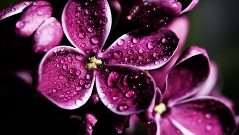 Обои цветение, макро, цветок, капли, весна, сирень, flowering, macro, flower, drops, spring, lilac разрешение 4752x3168 Загрузить