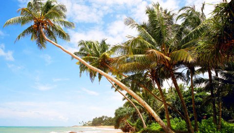Обои море, пляж, пальмы, отдых, остров, мальдивы, sea, beach, palm trees, stay, island, the maldives разрешение 1920x1280 Загрузить