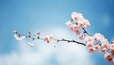 Обои небо, ветка, дерево, цветение, весна, фокус, the sky, branch, tree, flowering, spring, focus разрешение 2880x1800 Загрузить
