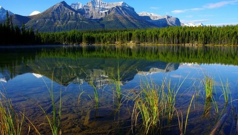 Обои трава, деревья, река, горы, лес, отражение, grass, trees, river, mountains, forest, reflection разрешение 2560x1701 Загрузить