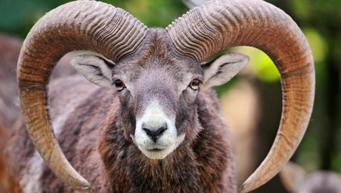 Обои взгляд, рога, мех, баран, муфлон, горный баран, look, horns, fur, ram, mouflon разрешение 1920x1200 Загрузить