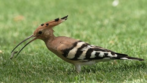 Обои трава, животные, птица, клюв, перья, удод, grass, animals, bird, beak, feathers, hoopoe разрешение 2048x1365 Загрузить