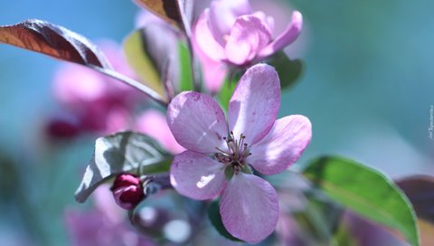 Обои ветка, цветение, весна, розовые цветы, яблоня, branch, flowering, spring, pink flowers, apple разрешение 2048x1365 Загрузить