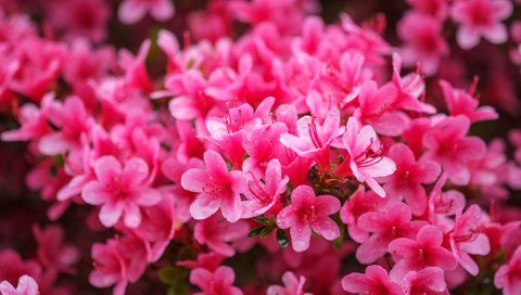 Обои цветы, розовые, азалия, рододендрон, flowers, pink, azalea, rhododendron разрешение 4896x2760 Загрузить