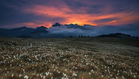 Обои цветы, трава, горы, туман, поле, blooming dawn, flowers, grass, mountains, fog, field разрешение 2500x1667 Загрузить