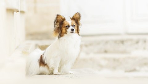 Обои фон, взгляд, собака, папильон, background, look, dog, papillon разрешение 2560x1707 Загрузить