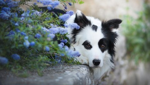 Обои морда, цветы, взгляд, собака, бордер-колли, face, flowers, look, dog, the border collie разрешение 2048x1152 Загрузить