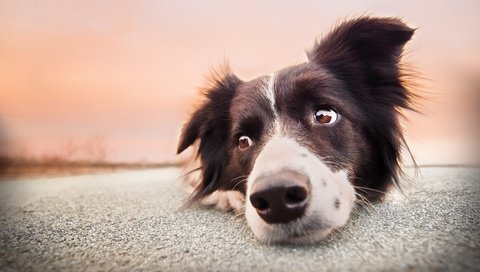 Обои глаза, морда, взгляд, собака, бордер-колли, eyes, face, look, dog, the border collie разрешение 2048x1367 Загрузить