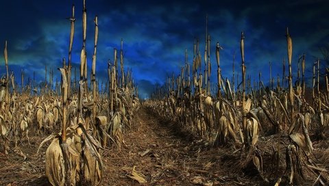 Обои небо, природа, растения, фон, поле, кукуруза, the sky, nature, plants, background, field, corn разрешение 2048x1365 Загрузить