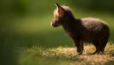 Обои природа, фон, лиса, лисица, животное, лисенок, nature, background, fox, animal разрешение 2048x1365 Загрузить