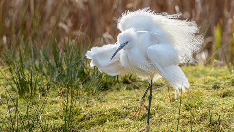 Обои природа, фон, крылья, птица, клюв, перья, цапля, белая цапля, nature, background, wings, bird, beak, feathers, heron, white egret разрешение 2048x1367 Загрузить