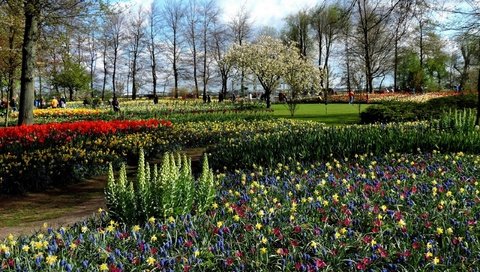 Обои природа, парк, весна, тюльпаны, нарциссы, клумбы, мускари, nature, park, spring, tulips, daffodils, beds, muscari разрешение 2560x1600 Загрузить