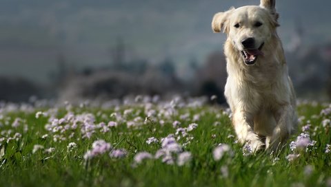 Обои природа, собака, луг, друг, золотистый ретривер, clé manuel, nature, dog, meadow, each, golden retriever, manuel clé разрешение 3000x2000 Загрузить