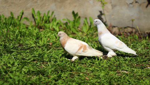 Обои природа, фон, птицы, клюв, перья, травка, голубь, голуби, nature, background, birds, beak, feathers, weed, dove, pigeons разрешение 1920x1280 Загрузить