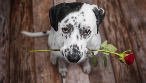 Обои цветок, роза, взгляд, собака, щенок, далматин, далматинец, flower, rose, look, dog, puppy, dalmatian, dalmatians разрешение 2560x1707 Загрузить