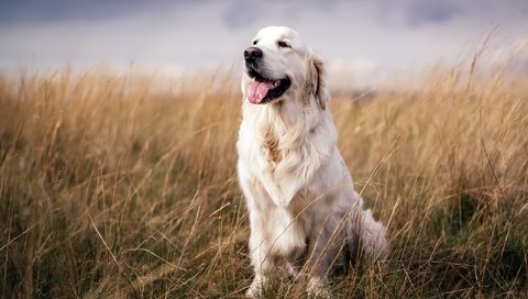 Обои взгляд, собака, друг, язык, золотистый ретривер, сухая трава, look, dog, each, language, golden retriever, dry grass разрешение 2048x1280 Загрузить