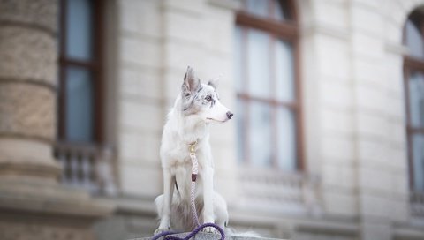 Обои собака, пятна, боке, поводок, бордер-колли, alicja zmysłowska, witty&white, dog, spot, bokeh, leash, the border collie разрешение 2048x1365 Загрузить