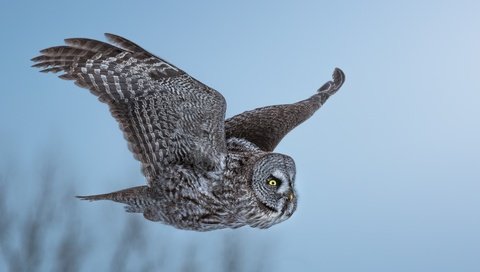 Обои сова, полет, неясыть, owl, flight разрешение 1920x1080 Загрузить