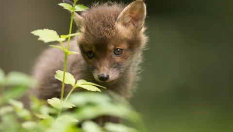 Обои трава, природа, лиса, лисица, животное, лисенок, grass, nature, fox, animal разрешение 2048x1266 Загрузить