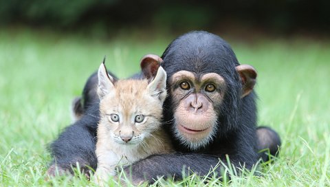 Обои трава, природа, рысь, животные, обезьяна, детеныши, шимпанзе, grass, nature, lynx, animals, monkey, cubs, chimpanzees разрешение 2000x1334 Загрузить