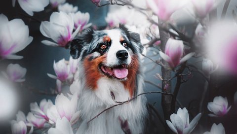 Обои ветки, собака, цветки, магнолия, австралийская овчарка, аусси, branches, dog, flowers, magnolia, australian shepherd, aussie разрешение 2560x1706 Загрузить