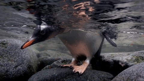 Обои вода, камни, лапы, птица, клюв, пингвин, голова, water, stones, paws, bird, beak, penguin, head разрешение 1920x1080 Загрузить