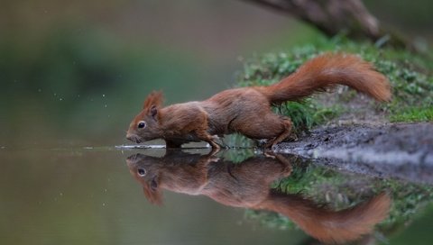 Обои вода, отражение, рыжая, белка, хвост, белочка, грызун, water, reflection, red, protein, tail, squirrel, rodent разрешение 2048x1410 Загрузить