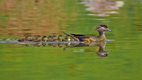 Обои вода, природа, птицы, утята, утки, утка, каролинская утка, water, nature, birds, ducklings, duck, wood duck разрешение 1920x1200 Загрузить