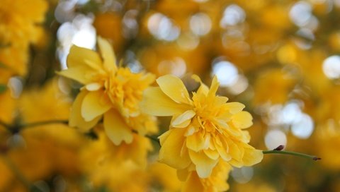 Обои цветы, желтый, макро, весна, куст, жёлтая, керрия, flowers, yellow, macro, spring, bush, kerry разрешение 5184x3456 Загрузить
