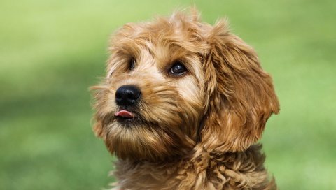Обои глаза, мордочка, взгляд, собака, язык, йоркширский терьер, eyes, muzzle, look, dog, language, yorkshire terrier разрешение 3000x2000 Загрузить