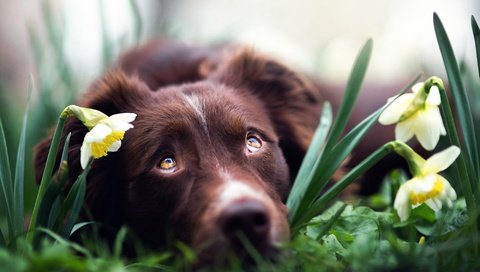 Обои глаза, цветы, взгляд, собака, нарциссы, бордер-колли, iza łysoń, eyes, flowers, look, dog, daffodils, the border collie разрешение 2000x1336 Загрузить