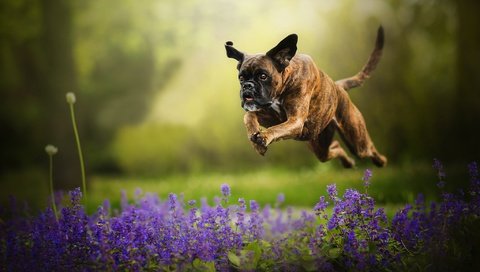 Обои цветы, собака, прыжок, бег, боке, боксер, flowers, dog, jump, running, bokeh, boxer разрешение 2048x1287 Загрузить