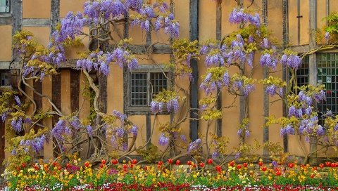 Обои цветы, стена, дом, англия, глициния, вистерия, flowers, wall, house, england, wisteria разрешение 2048x1359 Загрузить