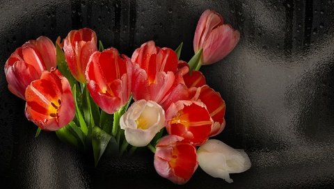 Обои цветы, черный фон, букет, тюльпаны, flowers, black background, bouquet, tulips разрешение 1920x1080 Загрузить