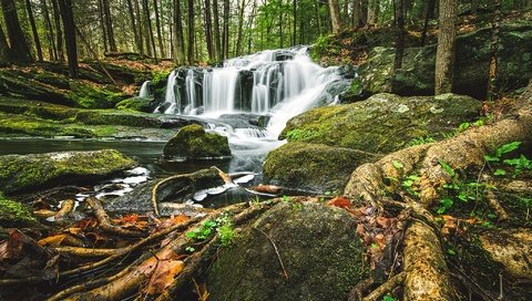 Обои деревья, лес, водопад, корни, каскад, trees, forest, waterfall, roots, cascade разрешение 2048x1267 Загрузить