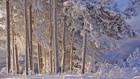 Обои деревья, снег, зима, иней, trees, snow, winter, frost разрешение 2400x1595 Загрузить