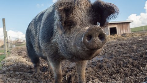 Обои грязь, фон, свинья, поросенок, хрюшка, dirt, background, pig разрешение 2048x1332 Загрузить