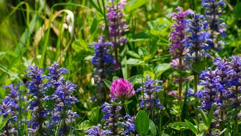 Обои цветы, трава, клевер, лето, луг, полевые цветы, шалфей, flowers, grass, clover, summer, meadow, wildflowers, sage разрешение 2048x1365 Загрузить