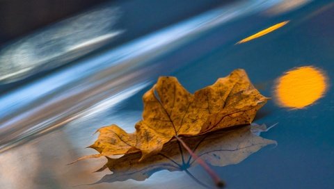 Обои макро, отражение, осень, лист, кленовый лист, macro, reflection, autumn, sheet, maple leaf разрешение 2048x1365 Загрузить