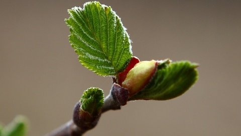 Обои макро, весна, листочки, ольха, macro, spring, leaves, alder разрешение 1920x1200 Загрузить