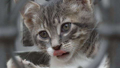 Обои глаза, мордочка, кошка, взгляд, котенок, язык, eyes, muzzle, cat, look, kitty, language разрешение 2861x2858 Загрузить